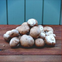 Champignon, brun, 500gr