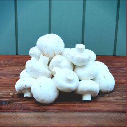 Champignon, hvide,  500gr