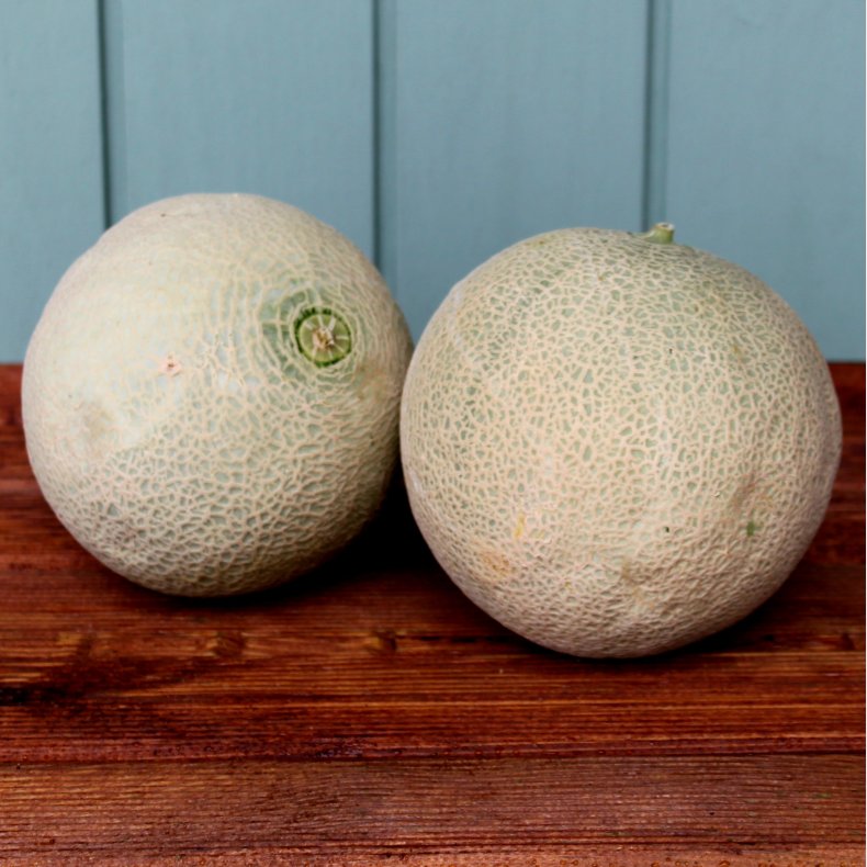 Melon, Cantaloup, stk