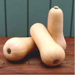 Butternut squash, stk