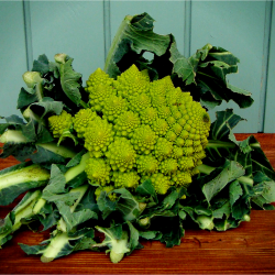 Blomkl, romanesco, stk