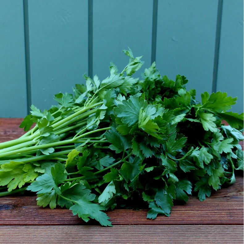 Persille, bredbladet, bdt