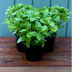 Citronmelisse, potte