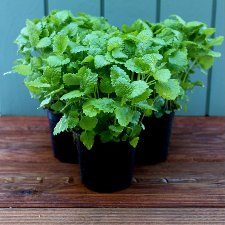 Citronmelisse, potte