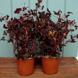 Surklver (rd skovsyre), potte