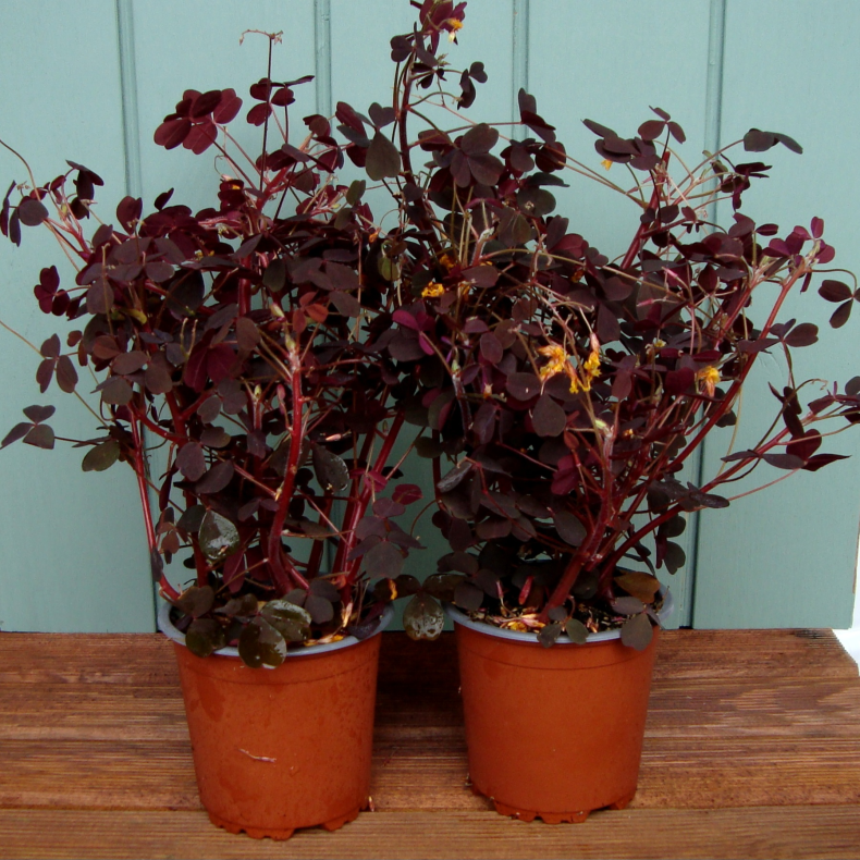 Surklver (rd skovsyre), potte