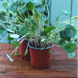 Tallerkensmkker, potte