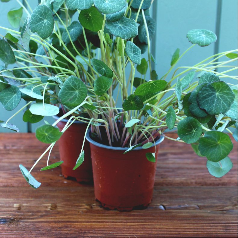 Tallerkensmkker, potte