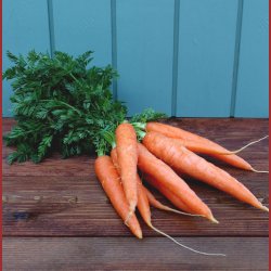 Gulerdder m.top,, bdt