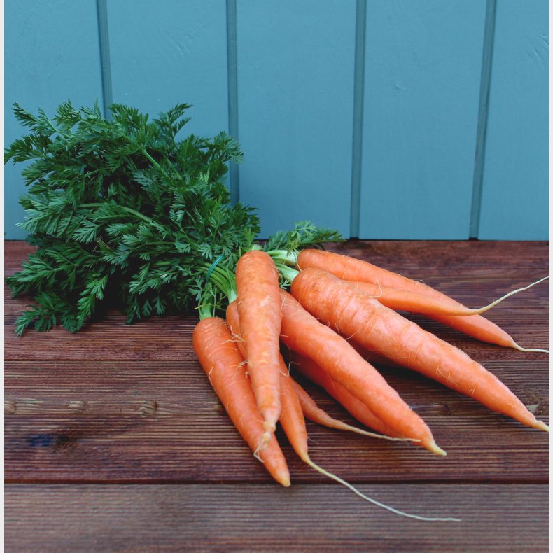 Gulerdder m.top,, bdt