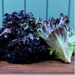 Lollo Rosso salat, stk