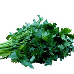 Persille, bredbladet, bdt