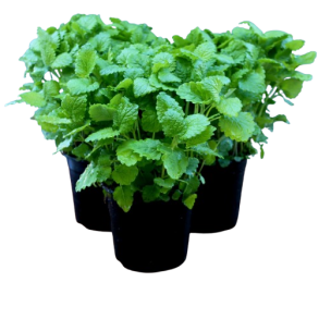 Citronmelisse, potte