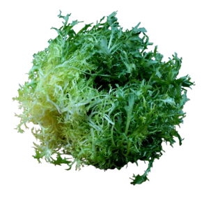 Frisee salat, gul, stk