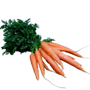 Gulerdder m.top,, bdt