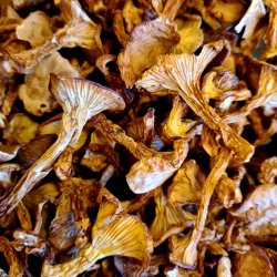 Trret kantareller, 500 gr (kan ogs kbes p Nddekurven.dk)