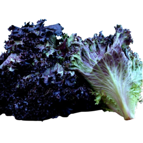 Lollo Rosso salat, stk