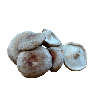 Shitake, 250gr
