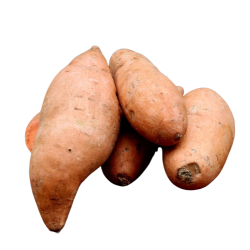 Sde kartofler, str XL, stk