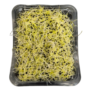 Hvidlgsspirer, 50 gr 