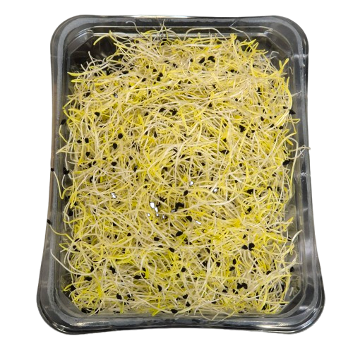 Porrerspirer, 50gr - Spirer - Torvegrønt.dk