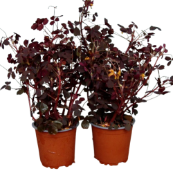 Surklver (rd skovsyre), potte