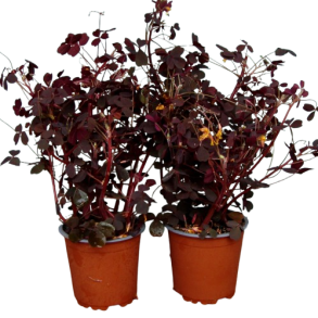 Surklver (rd skovsyre), potte