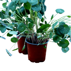 Tallerkensmkker, potte