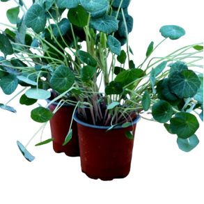 Tallerkensmkker, potte