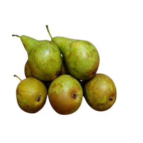 Prer, DK, Conference